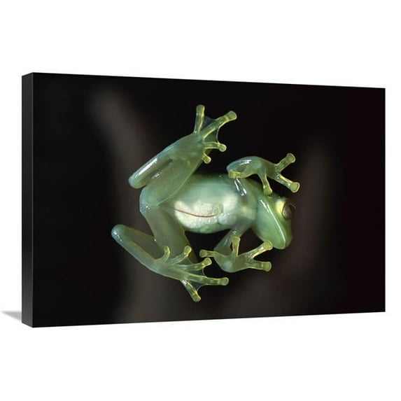 20 x 30 in. Glass Frog, Native to Central & South America Art Print - Heidi And Hans-Juergen Koch