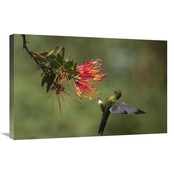 20 x 30 in. Golden-Breasted Puffleg Hummingbird Feeding on Flower Nectar, Ecuador Art Print - Murray Cooper