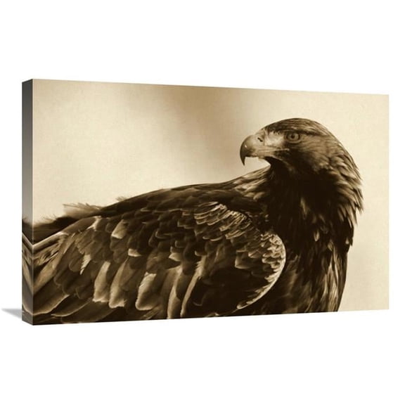 20 x 30 in. Golden Eagle Portrait, Lauvsnes, Norway Art Print - Willi Rolfes
