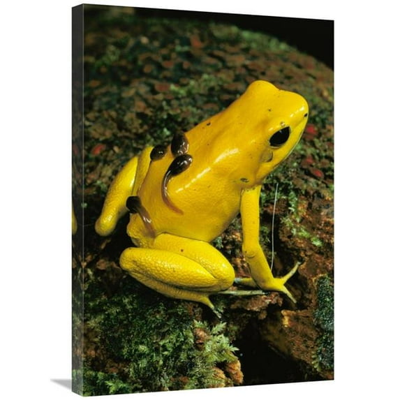 20 x 30 in. Golden Poison Dart Frog Male Carrying Tadpoles on His Back, Colombia Art Print - Mark Moffett