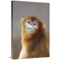 thumbnail image 1 of 20 x 30 in. Golden Snub-Nosed Monkey, Wildlife Safari Park, Beijing, China Art Print - Konrad Wothe, 1 of 1