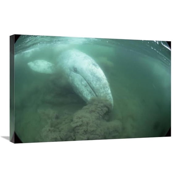 20 x 30 in. Gray Whale Filter Feeding, Vancouver Island, Canada Art Print - Flip Nicklin