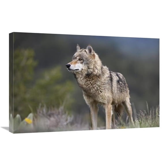 20 x 30 in. Gray Wolf, North America Art Print - Tim Fitzharris