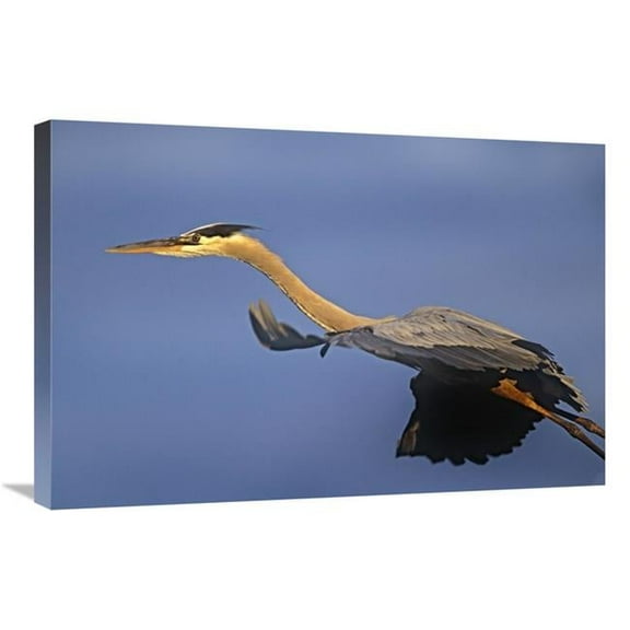 20 x 30 in. Great Blue Heron Flying, North America Art Print - Tim Fitzharris
