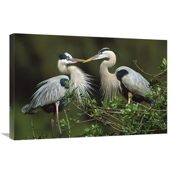 20 x 30 in. Great Blue Heron Pair, Florida Art Print - Tom Vezo