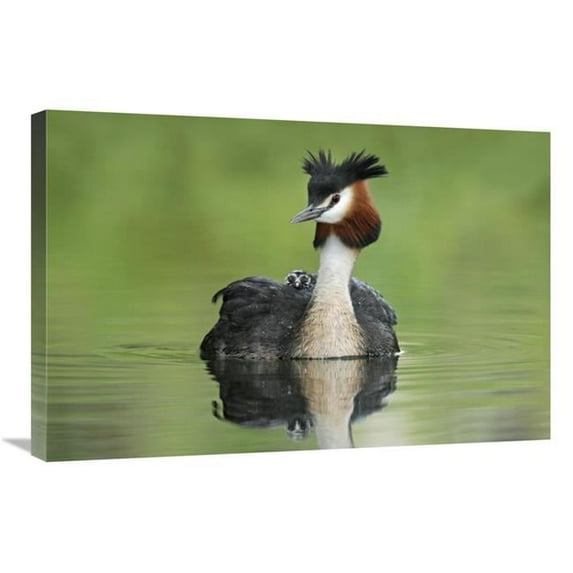 20 x 30 in. Great Crested Grebe with Chick on Its Back, Lake Alexandrina, New Zealand Art Print - Jonathan Harrod