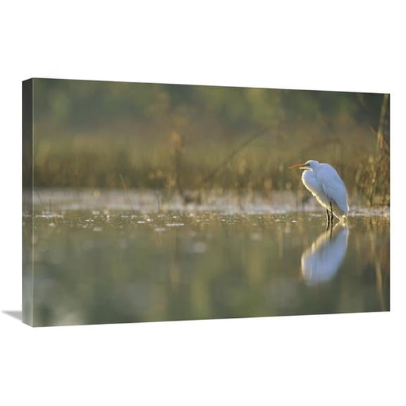 20 x 30 in. Great Egret Backlit in Marsh at Sunset, North America Art Print - Tim Fitzharris