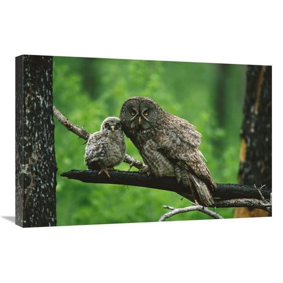 20 x 30 in. Great Gray Owl Adult with Chick, Saskatchewan, Canada Art Print - Tom Vezo