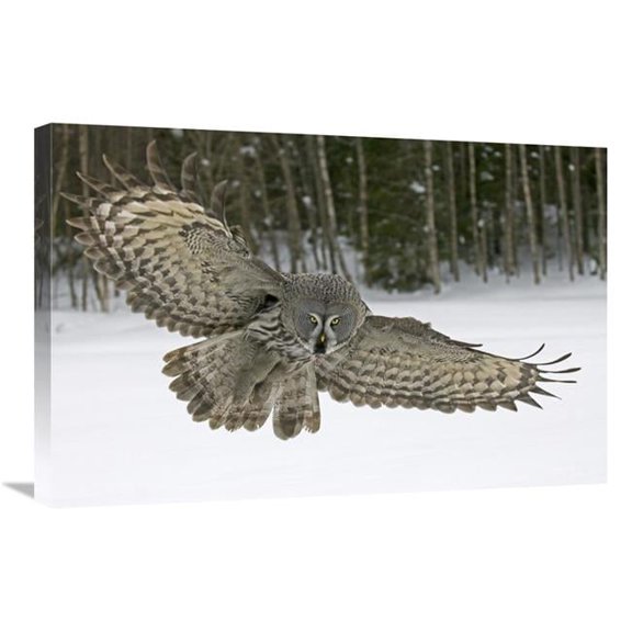20 x 30 in. Great Grey Owl, Finland Art Print - Jan Vermeer