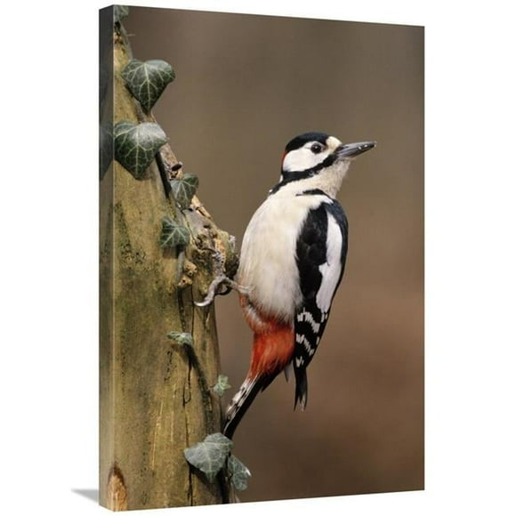 20 x 30 in. Great Spotted Woodpecker Adult on Tree Trunk, Europe Art Print - Frits Van Daalen