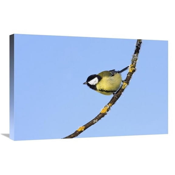 20 x 30 in. Great Tit in Winter, Bavaria, Germany Art Print - Konrad Wothe