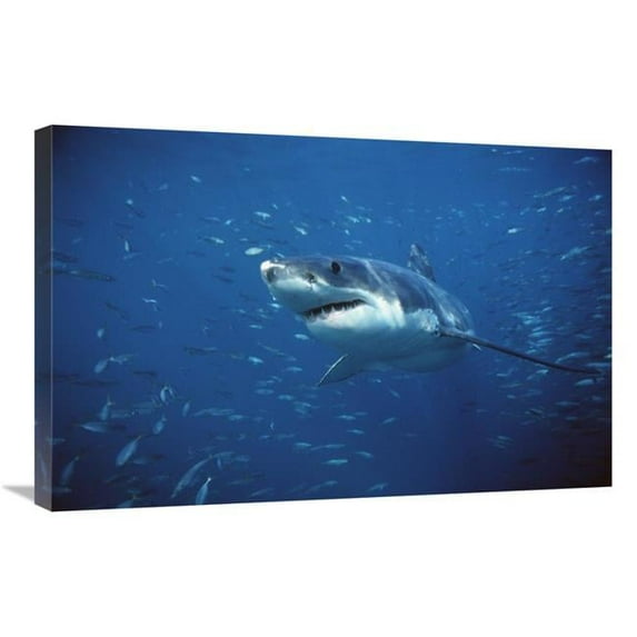 20 x 30 in. Great White Shark Swimming Through A School of Fish, Neptune Islands, South Australia Art Print - Mike Parry