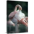 thumbnail image 1 of 20 x 30 in. Greater Flamingo Preening, Rabida Island, Galapagos Islands, Ecuador Art Print - Tui De Roy, 1 of 1
