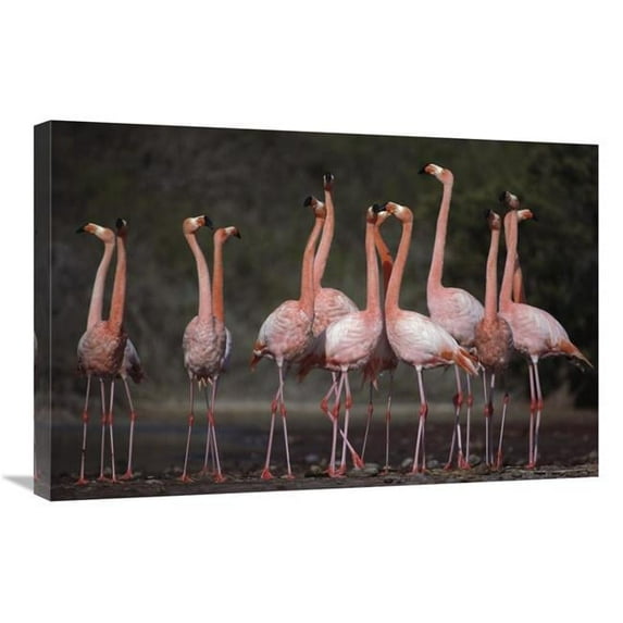 20 x 30 in. Greater Flamingo Synchronized Group Courtship Dance, Galapagos Islands Art Print - Tui De Roy