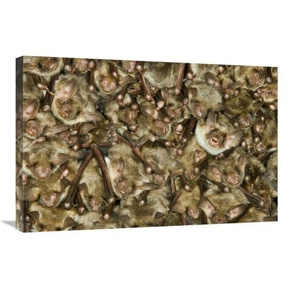 20 x 30 in. Greater Mouse-Eared Bat Colony Roosting, Germany Art Print - Ingo Arndt