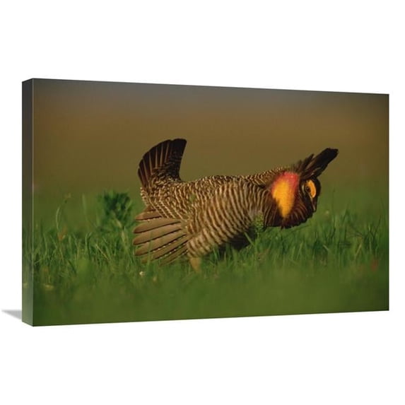 20 x 30 in. Greater Prairie Chicken Male in Courtship Display, Eagle Lake, Texas Art Print - Tim Fitzharris