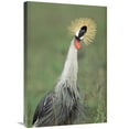 thumbnail image 1 of 20 x 30 in. Grey Crowned Crane, Kenya Art Print - Tim Fitzharris, 1 of 1