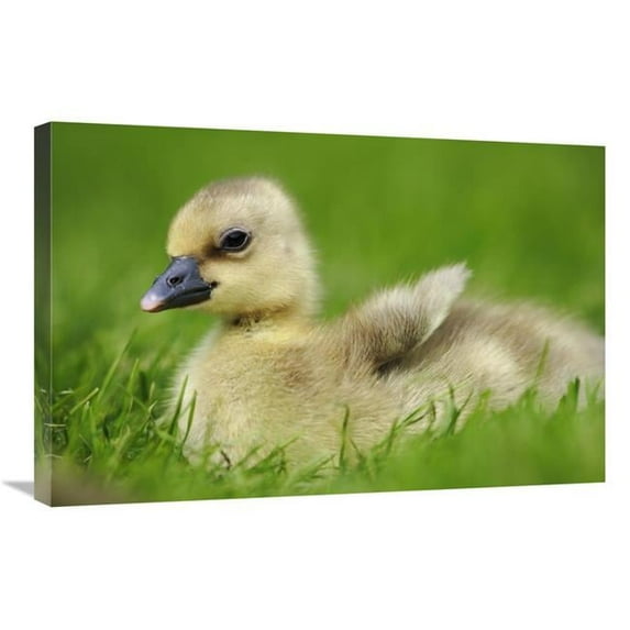 20 x 30 in. Greylag Goose Gosling, Austria Art Print - Cyril Ruoso