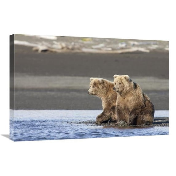 20 x 30 in. Grizzly Bear Yearlings on Shore, Katmai National Park, Alaska Art Print - Matthias Breiter