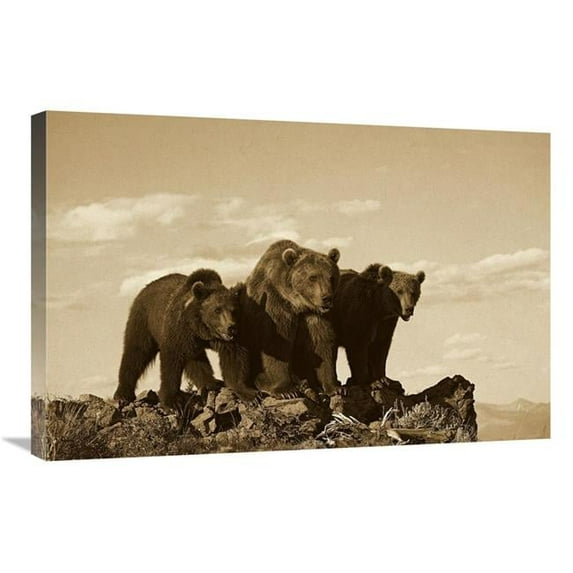 20 x 30 in. Grizzly Bear with Two One-Year-Old Cubs, North America - Sepia Art Print - Tim Fitzharris