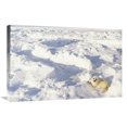 thumbnail image 1 of 20 x 30 in. Harp Seal Pup, Gulf of St Lawrence, Canada Art Print - Gerry Ellis, 1 of 1