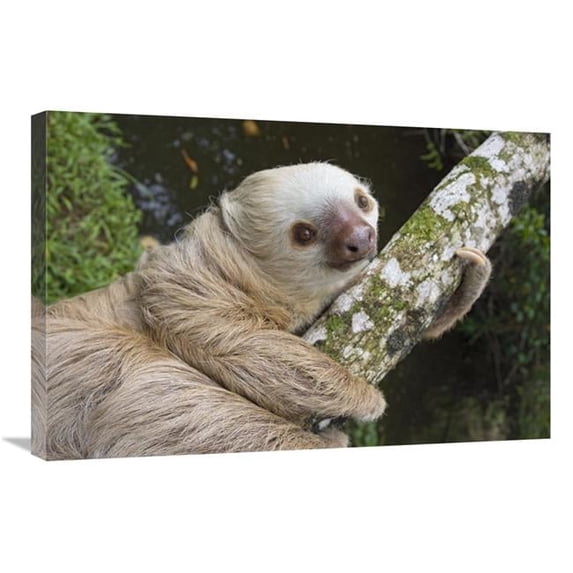 20 x 30 in. Hoffmanns Two-Toed Sloth, Aviarios Sloth Sanctuary, Costa Rica Art Print - Suzi Eszterhas