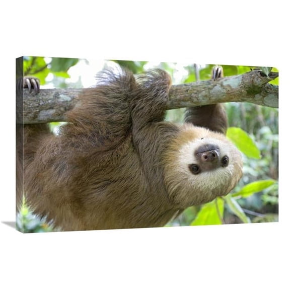 20 x 30 in. Hoffmanns Two-Toed Sloth Six Month Old Orphan in Tree, Aviarios Sloth Sanctuary, Costa Rica Art Print - Suzi Eszterhas