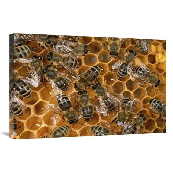 20 x 30 in. Honey Bee Colony on Honeycomb, North America Art Print - Konrad Wothe