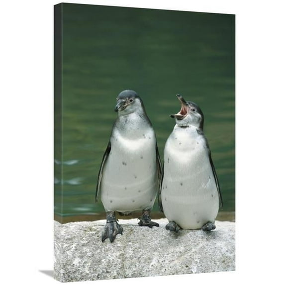 20 x 30 in. Humboldt Penguin Two Chicks with One Calling, Range Into Chile & Peru Art Print - Konrad Wothe