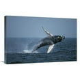 thumbnail image 1 of 20 x 30 in. Humpback Whale Breaching, Stellwagen Bank NMS, Cape Cod, Massachusetts Art Print - Hiroya Minakuchi, 1 of 1
