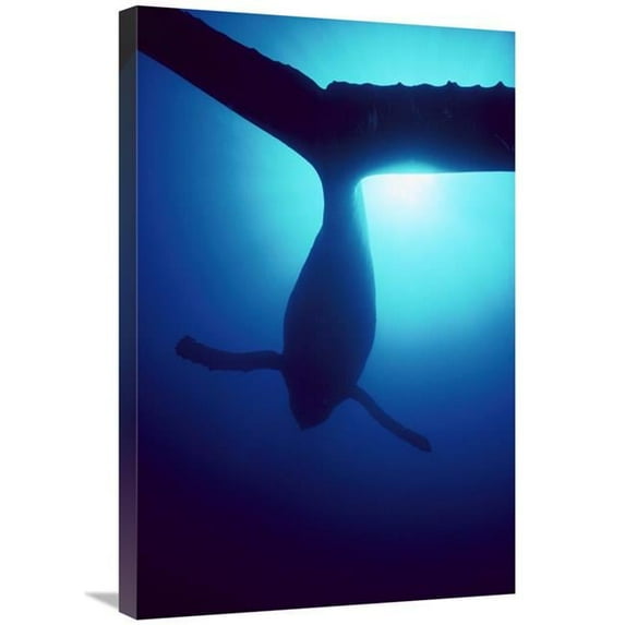 20 x 30 in. Humpback Whale Male Singing Underwater, Maui, Hawaii Art Print - Flip Nicklin