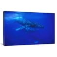 thumbnail image 1 of 20 x 30 in. Humpback Whale Pod Traveling with Group of Over 30 Whales, Maui, Hawaii Art Print - Flip Nicklin, 1 of 9