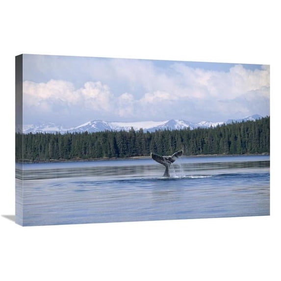 20 x 30 in. Humpback Whale Tail, Southeast Alaska Art Print - Flip Nicklin