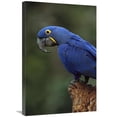 thumbnail image 1 of 20 x 30 in. Hyacinth Macaw Perched on Branch, Cerrado Habitat, Brazil Art Print - Pete Oxford, 1 of 1