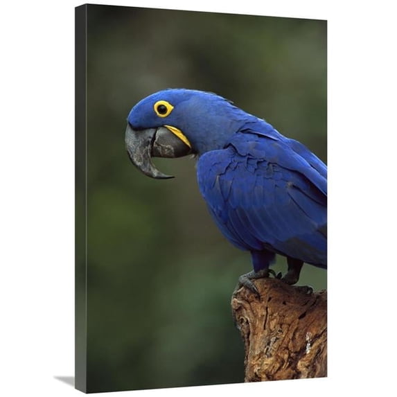20 x 30 in. Hyacinth Macaw Perched on Branch, Cerrado Habitat, Brazil Art Print - Pete Oxford