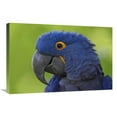 thumbnail image 1 of 20 x 30 in. Hyacinth Macaw Portrait, Native to South America Art Print - San Diego Zoo, 1 of 1