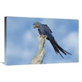 thumbnail image 1 of 20 x 30 in. Hyacinth Macaw in Tree, Pantanal, Brazil Art Print - Tui De Roy, 1 of 1