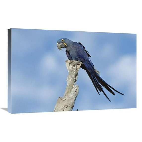 20 x 30 in. Hyacinth Macaw in Tree, Pantanal, Brazil Art Print - Tui De Roy