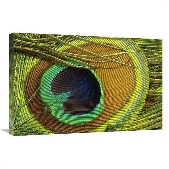 20 x 30 in. Indian Peafowl Male Display Feathers, Native to India & Southeast Asia Art Print - Gerry Ellis