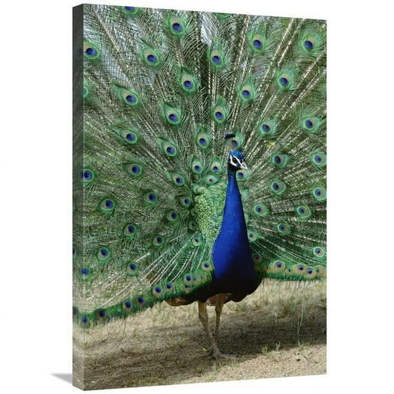 20 x 30 in. Indian Peafowl Male in Full Display, Isodora Cusino Botanical Ark, Chile Art Print - Tui De Roy