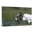 thumbnail image 1 of 20 x 30 in. Jabiru Stork Catching Fish, Pantanal, Brazil Art Print - Konrad Wothe, 1 of 1