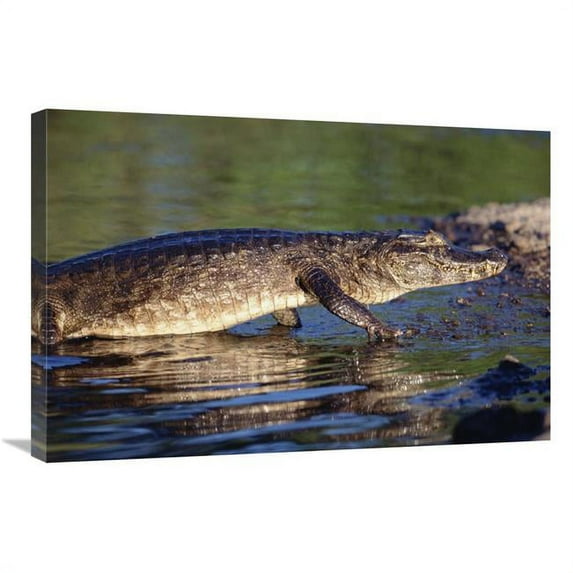 20 x 30 in. Jacare Caiman Portrait, Pantanal, Brazil Art Print - Tui De Roy