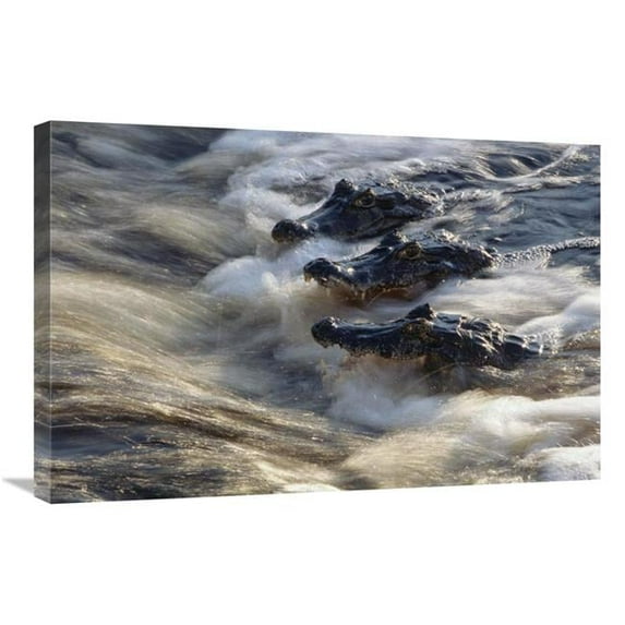 20 x 30 in. Jacare Caiman Trio Fishing in Flowing River, Pantanal, Brazil Art Print - Tui De Roy