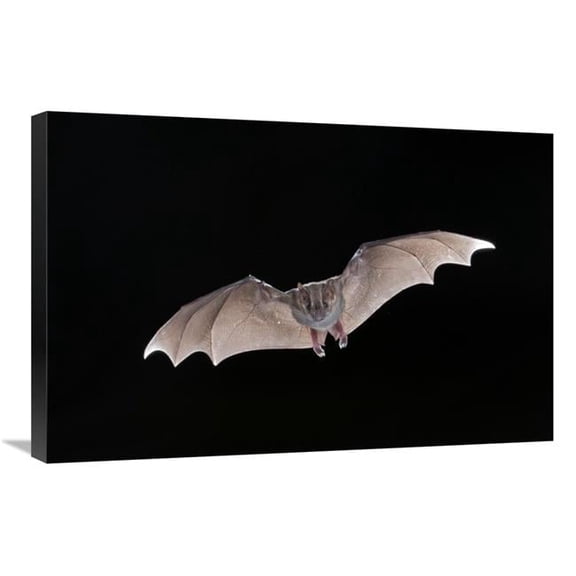 20 x 30 in. Jamaican Fruit-Eating Bat Flying, Michigan Art Print - Steve Gettle