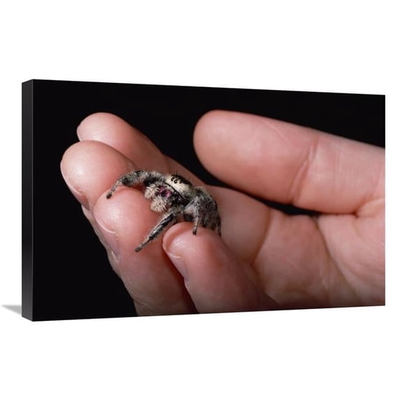 20 x 30 in. Jumping Spider Held in Human Hand, Florida Art Print - Mark Moffett