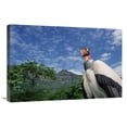 thumbnail image 1 of 20 x 30 in. King Vulture, Cerro Chaparri, Peru Art Print - Tui De Roy, 1 of 1