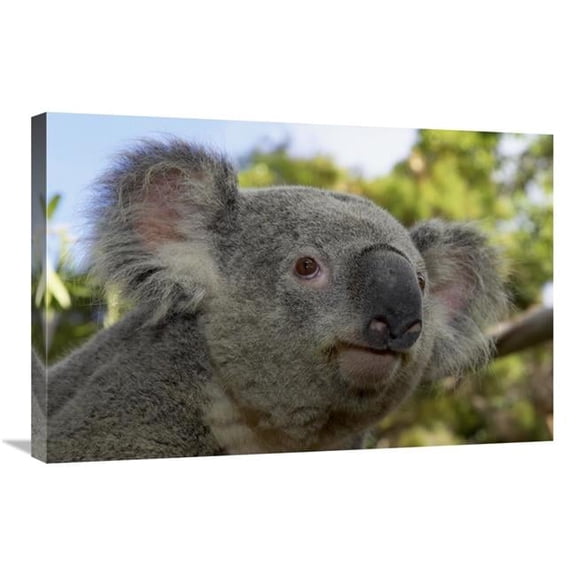 20 x 30 in. Koala Portrait, Native to Australia Art Print - San Diego Zoo