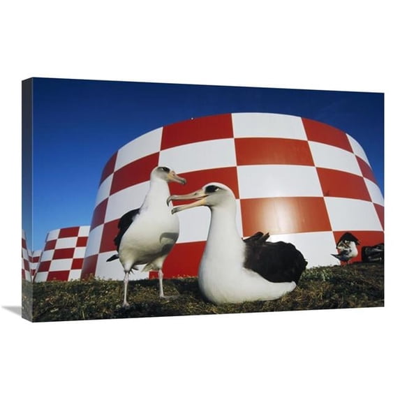 20 x 30 in. Laysan Albatross Pair Nesting Near Water Cisterns, Midway Atoll, Hawaii Art Print - Tui De Roy