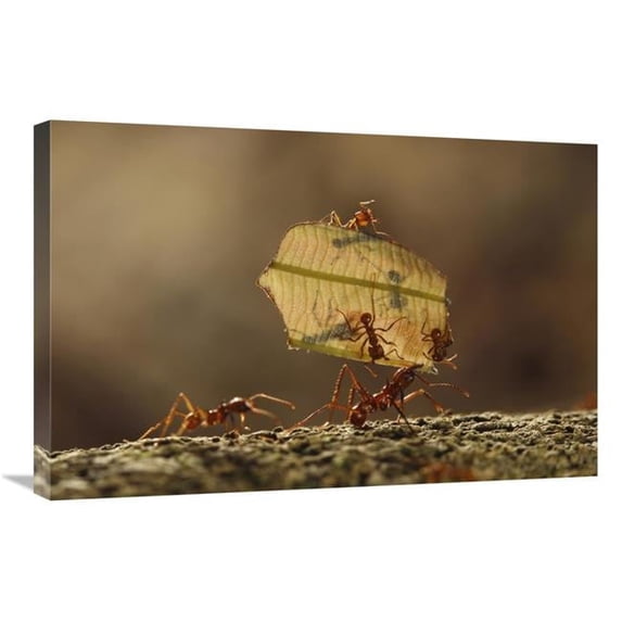 20 x 30 in. Leafcutter Ant Group Carrying Leaf, Sierra Nevada De Santa Marta, Colombia Art Print - Cyril Ruoso