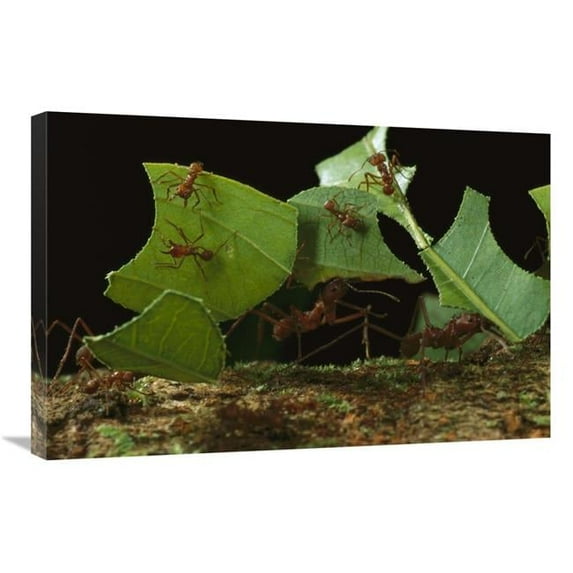 20 x 30 in. Leafcutter Ant Workers Carrying Leaves to Nest, French Guiana Art Print - Mark Moffett